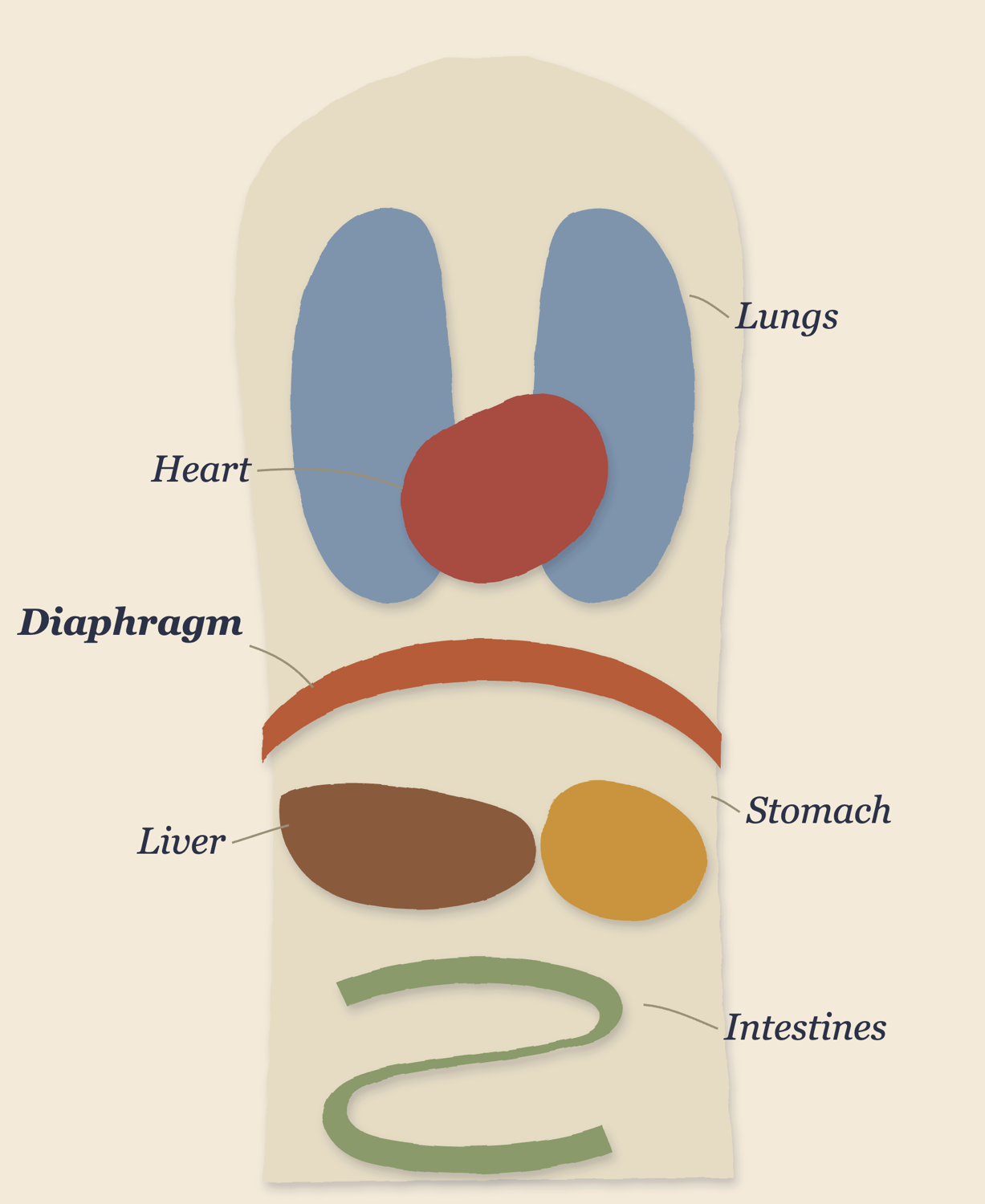 Illustration of the diaphragm as a dome between two levels of the torso: above, the lungs and heart; below, the liver, the stomach, and the intestines.
