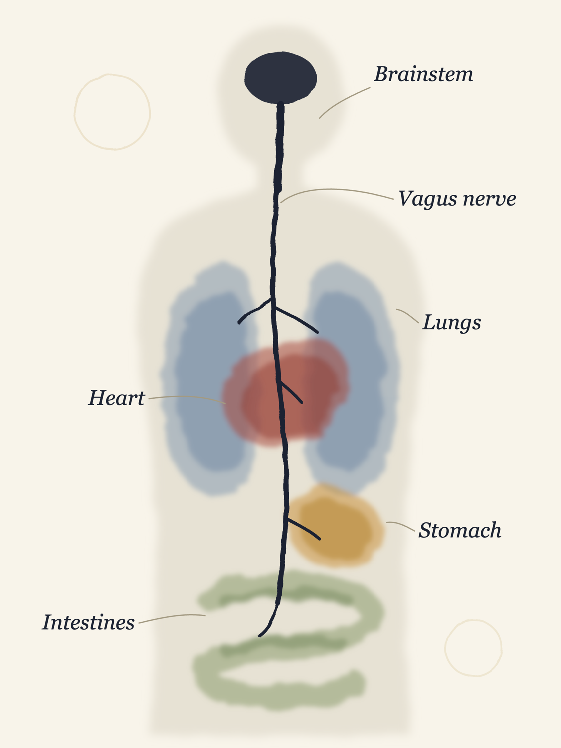 Illustration of the vagus nerve: it begins in the brainstem and runs down the neck, sending branches to the lungs, the heart, the stomach, and the intestines.