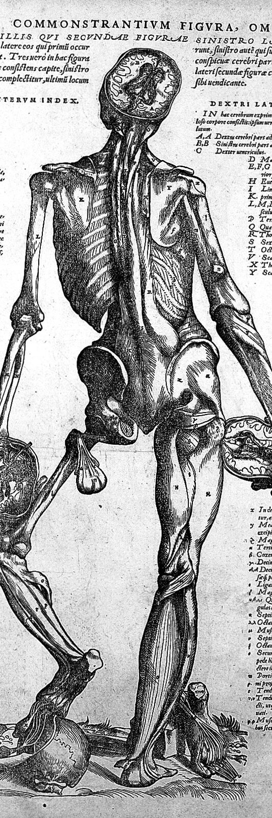 Grabado anatómico de Andreas Vesalius (1543): figura muscular del cuerpo humano