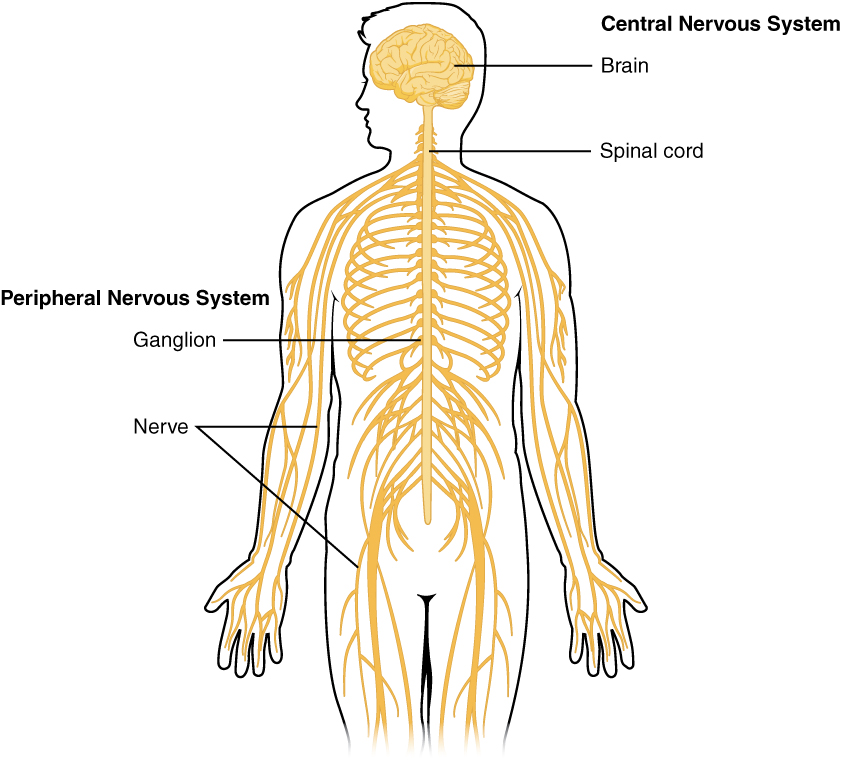 Anatomical diagram of the human nervous system: the brain and spinal cord as the central nervous system, and the network of nerves running through the whole body as the peripheral nervous system.