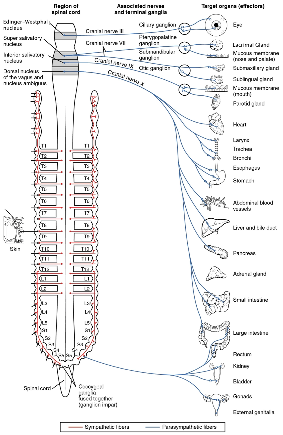 Diagram of the connections of the parasympathetic nervous system, showing the vagus nerve descending from the brainstem toward the heart, lungs, and digestive organs.