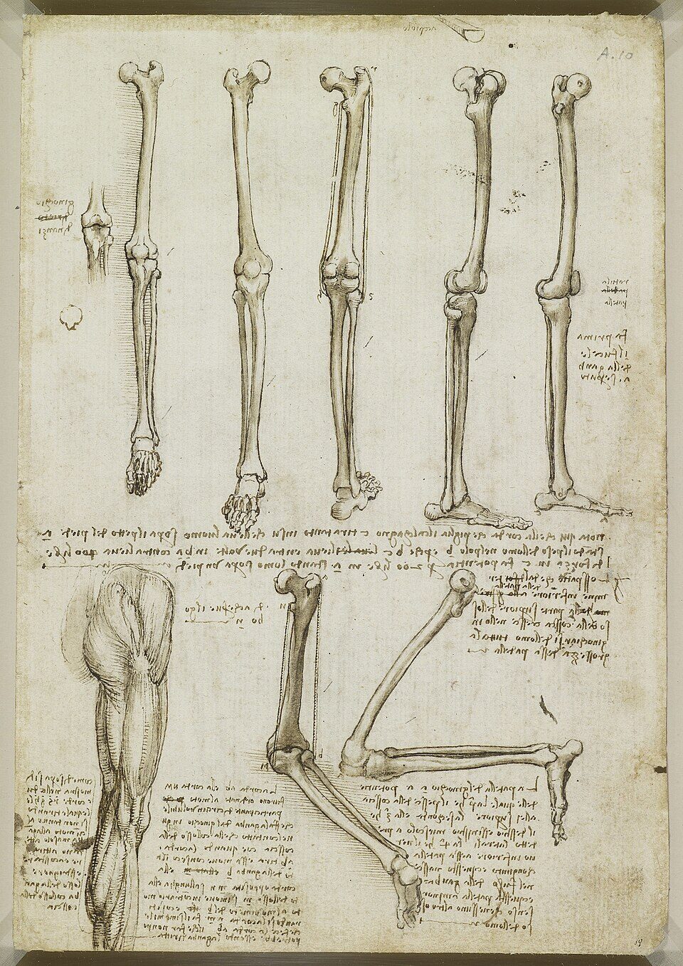 Estudio anatómico de la pierna de Leonardo da Vinci
